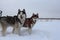 sled dogs husky in a sled for sledding in winter