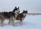 sled dogs husky in a sled for sledding in winter