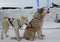 sled dogs husky in a sled for sledding in winter