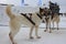 sled dogs husky in a sled for sledding in winter