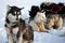 Sled dogs on the pack ice of East Greenland