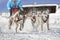 Sled dogs pulling musher