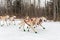 Sled Dogs Race Along Trail