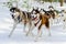 Sled dogs race competition. Siberian husky dogs in harness. Sleigh championship challenge in cold winter russia forest