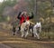 Sled dogs racing.