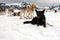 Sled dogs on a rest break