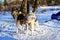 Sled dogs Siberian Husky harnessed sports sledding