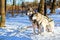 Sled dogs Siberian Husky harnessed sports sledding