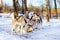 Sled dogs Siberian Husky harnessed sports sledding