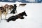 Sled dogs take a rest break during a training run