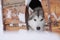 Sled dogs in their kennel