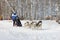 Sled dogs during the winter Husky festival 2019 in Novosibirsk