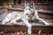 Sled husky dog sit on balcony on Autumn