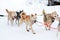 Sled Husky dogs. Working sled dog of the North. Active Husky sledding in the winter in the harnesses to drive in the