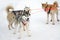 Sled Husky dogs. Working sled dog of the North. Active Husky sledding in the winter in the harnesses to drive in the