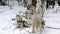 Sled Husky enjoying on snow.