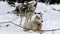 Sled Husky on leash to chain.