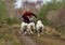 Sled with Samoyed