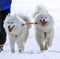 Sled samoyed dogs in speed racing, Moss,