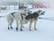 The sled used on Nothing man glacier for dog sledders