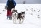 Sledding with alaskan malamute dogs in Romania