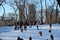 Sledding in Central Park