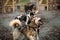 Sledding dogs in the kennel