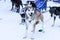 Sledding huskies during a break from an expedition in the snow