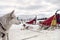 Sledding with husky dogs , snow backround, resting dog