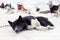 Sledding with husky dogs , snow backround, resting dog