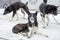 Sledding with husky dogs , snow backround, resting dog