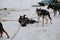 Sledding mix breed dogs on snow. Team of Alaskan husky northern sled dogs in harness in winter. Sports dogs rest after