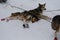Sledding mix breed dogs on snow. Team of Alaskan husky northern sled dogs in harness in winter. Sports dogs rest after