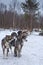 Sledding with sled dog in lapland in winter time