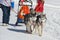 Sleddog competition