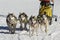 Sleddog race