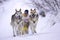 Sleddog race