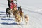 Sleddog race