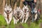 Sleddogs racing in a green environment