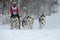 Sleddogs sport. Dog Sled Racing in Winter.