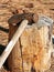 Sledge hammer on log