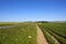 Sledmere potato crop