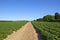 Sledmere potato field