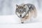 A sleek and agile Grey Wolf running through the snow, showing off its sleek and agile nature. Generative AI