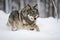 A sleek and agile Grey Wolf running through the snow, showing off its sleek and agile nature. Generative AI