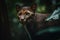 A sleek and agile Jaguarundi stalking its prey - This Jaguarundi is stalking its prey, showing off its sleek and agile nature.