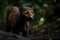 A sleek and agile Jaguarundi stalking its prey - This Jaguarundi is stalking its prey, showing off its sleek and agile nature.