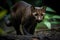 A sleek and agile Jaguarundi stalking its prey - This Jaguarundi is stalking its prey, showing off its sleek and agile nature.