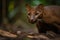 A sleek and agile Jaguarundi stalking its prey - This Jaguarundi is stalking its prey, showing off its sleek and agile nature.