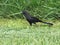 Sleek black bird running on green grass